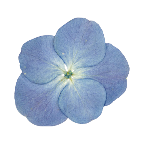 Pressed Flower Starter Guide