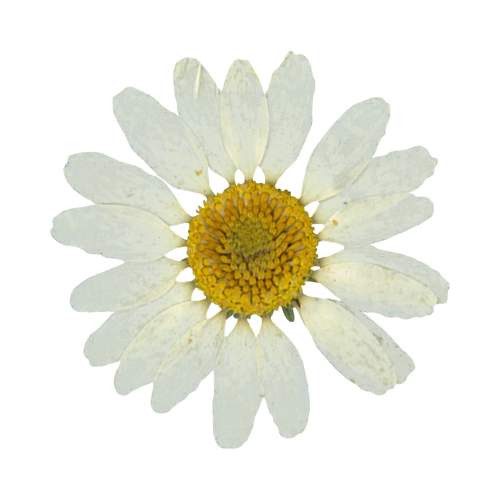 Seasonal Blooms Reference Notes