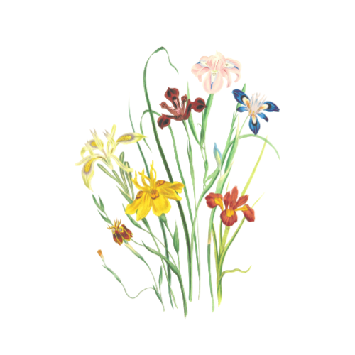 Flower Sourcing & Selection Notes