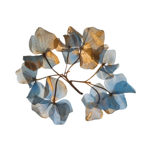 Pressed Flower Layout Sheets